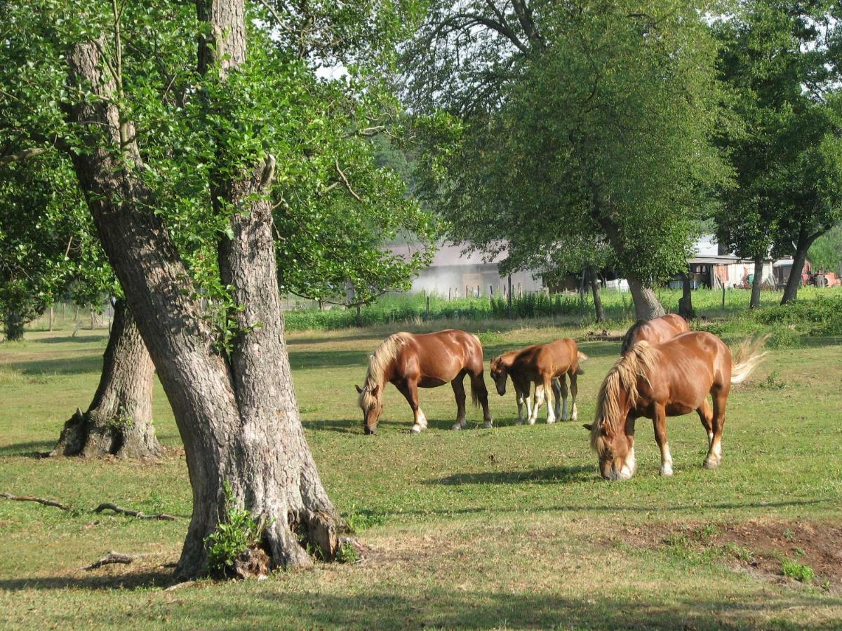 فيلا Strefa Kampinos Brochów المظهر الخارجي الصورة